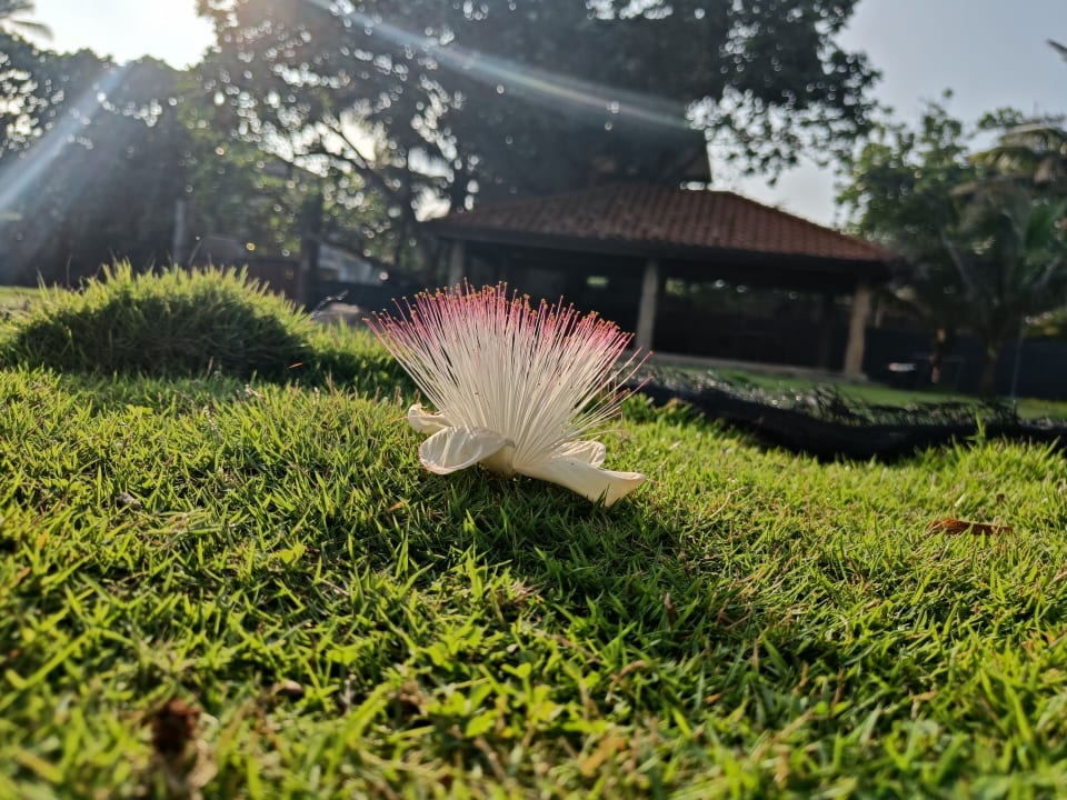 Sonstiges Earl’s Reef Beruwala