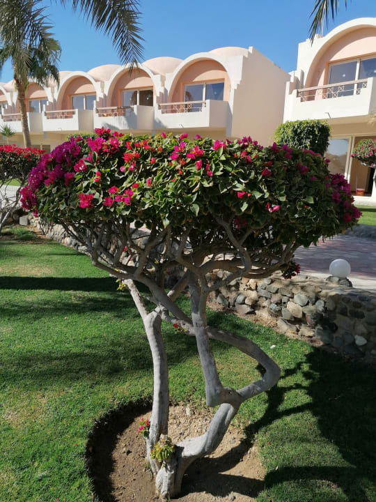 Garten Three Corners Sea Beach Resort