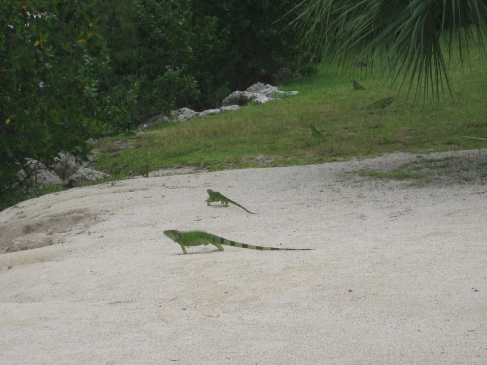 In guter Gesellschaft (mit den Leguanen) Hampton Inn Key Largo