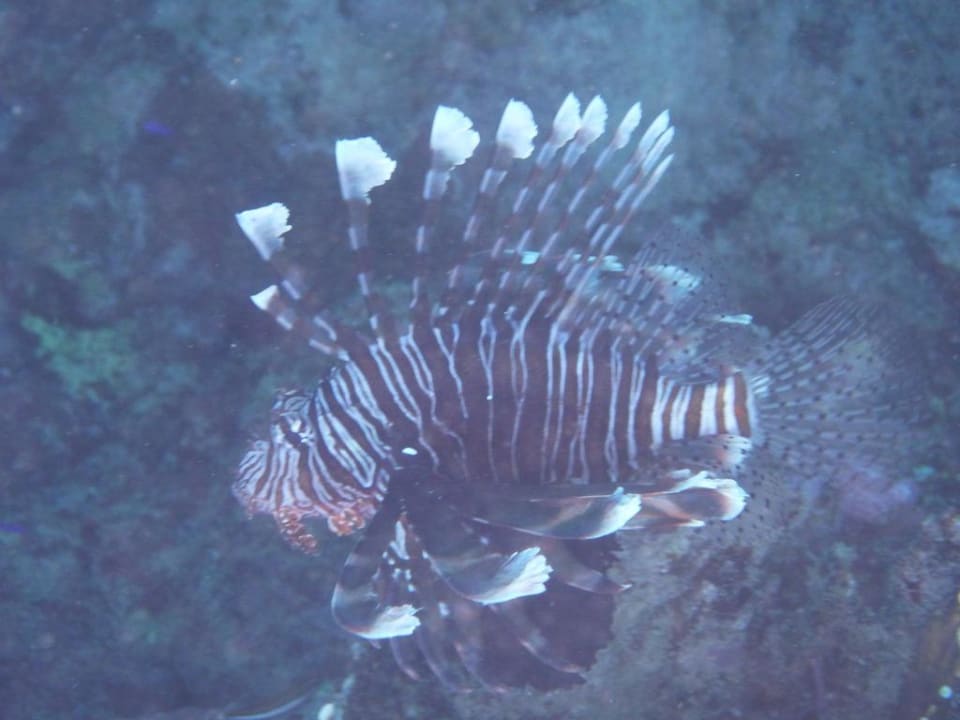 Rotfeuerfisch TUI BLUE Samaya