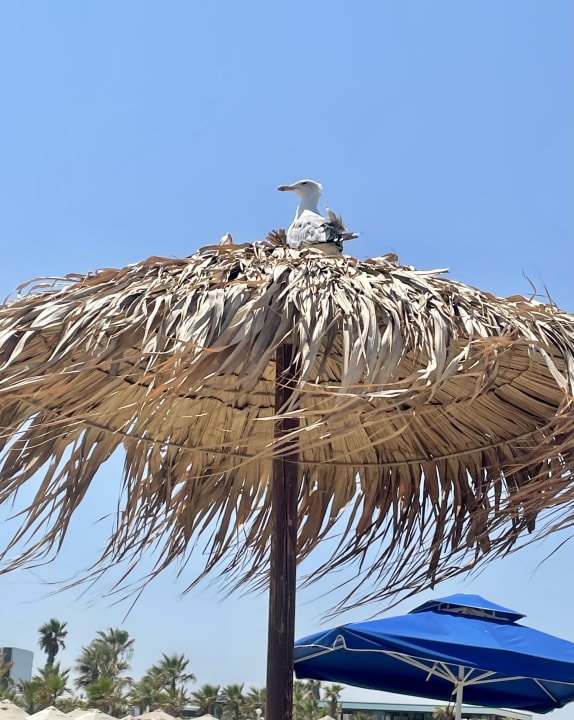 Sonstiges Bella Beach Hotel