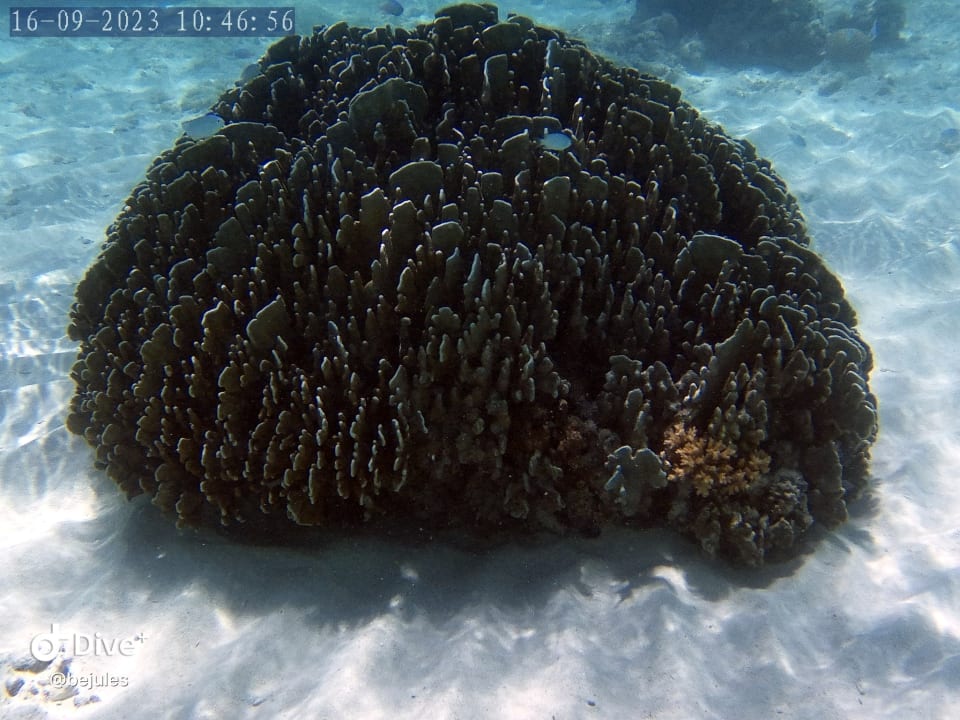 Sport & Freizeit Pullman Maldives Maamutaa - All-Inclusive Resort - 50% off Domestic Transfers