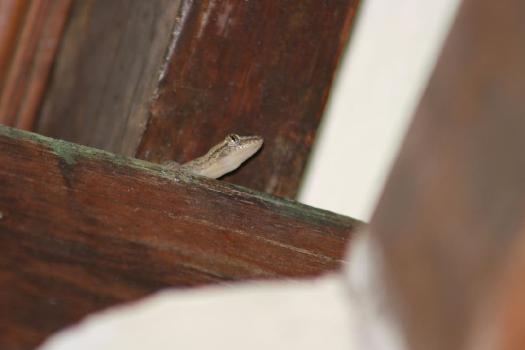 Gecko Kuramathi Maldives