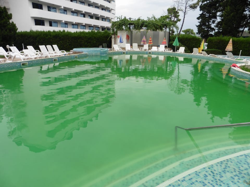 Pool Flamingo Beach Hotel