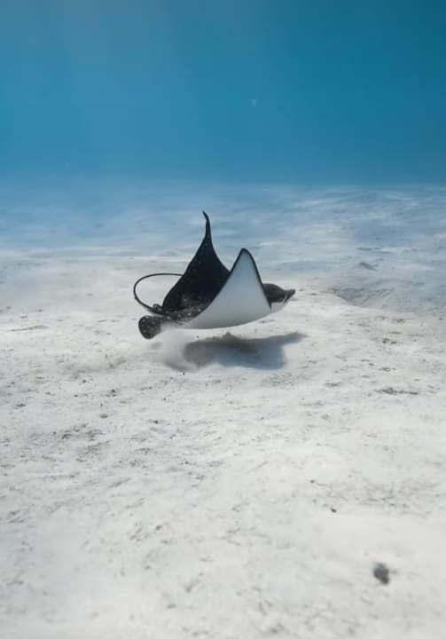 Sport & Freizeit Cinnamon Dhonveli Maldives