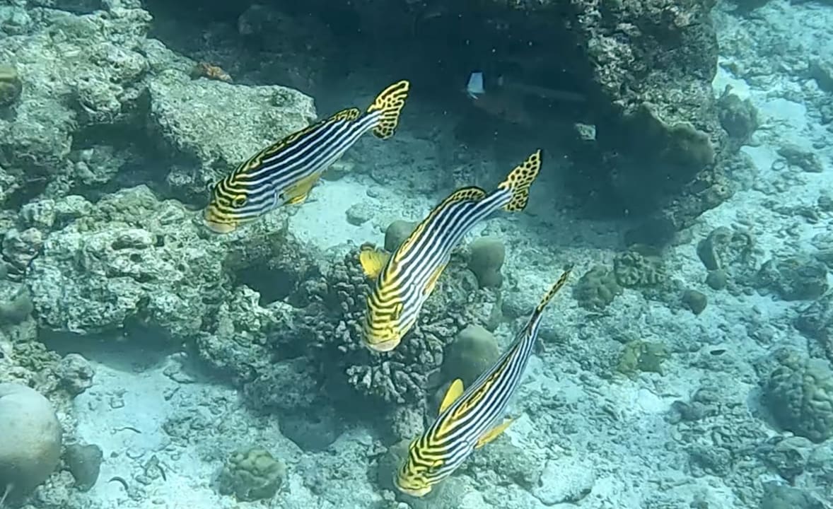 Sport & Freizeit NH Collection Maldives Reethi Resort