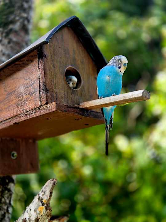 Gartenanlage Angaga Island Resort