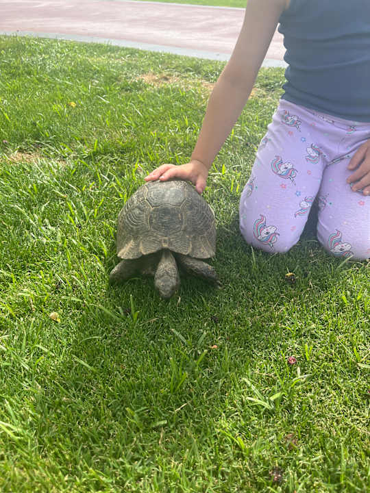 Gartenanlage Megasaray Club Belek