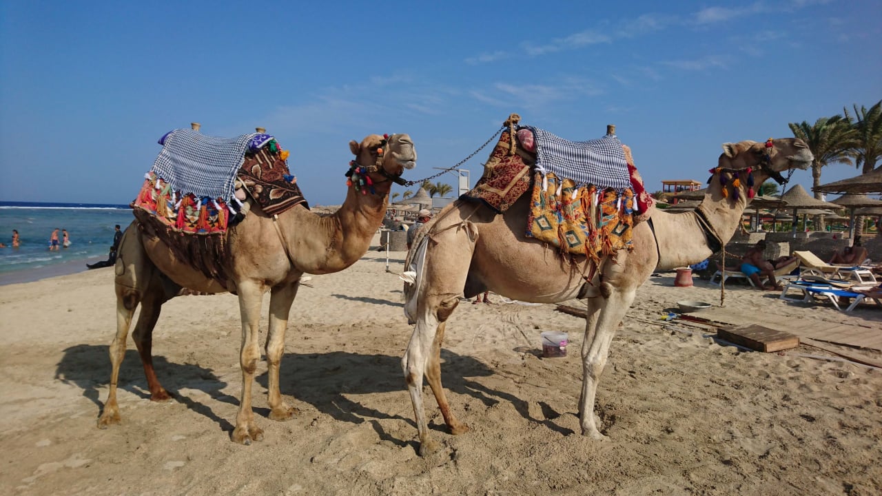 Strand Malikia Resort Abu Dabbab