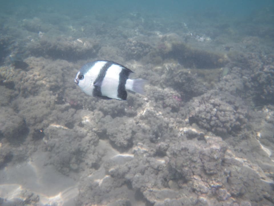 Strand Cleopatra Luxury Resort Makadi Bay