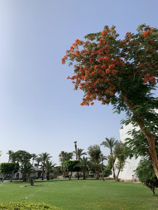 Gartenanlage Shams Safaga Resort