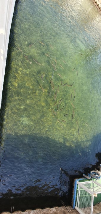 Gartenanlage Pickalbatros Dana Beach Resort - Hurghada