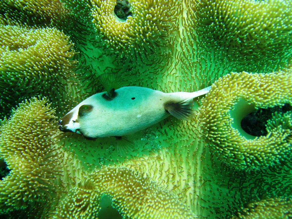 Sport & Freizeit Puri Bagus Lovina