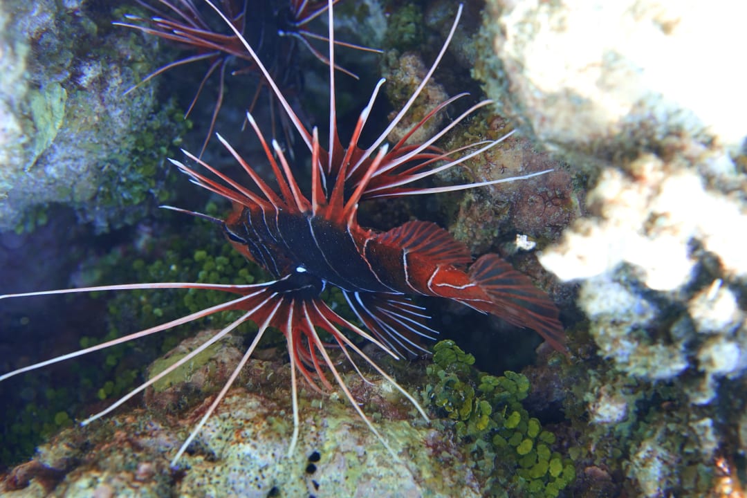 Strahlenfeuerfisch ananea Diamonds Athuruga