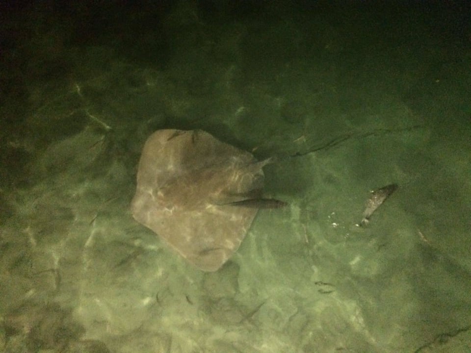 Rochen bei der abendlichen Fütterung  Adaaran Select Hudhuran Fushi - Premium All Inclusive