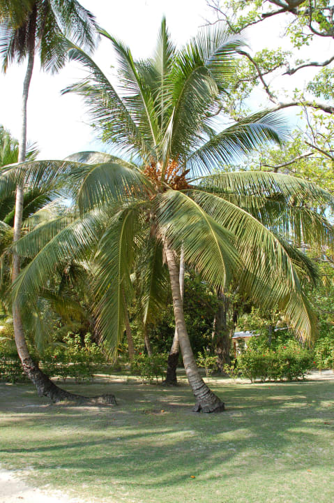 Golfanlage Meeru Maldives Resort Island