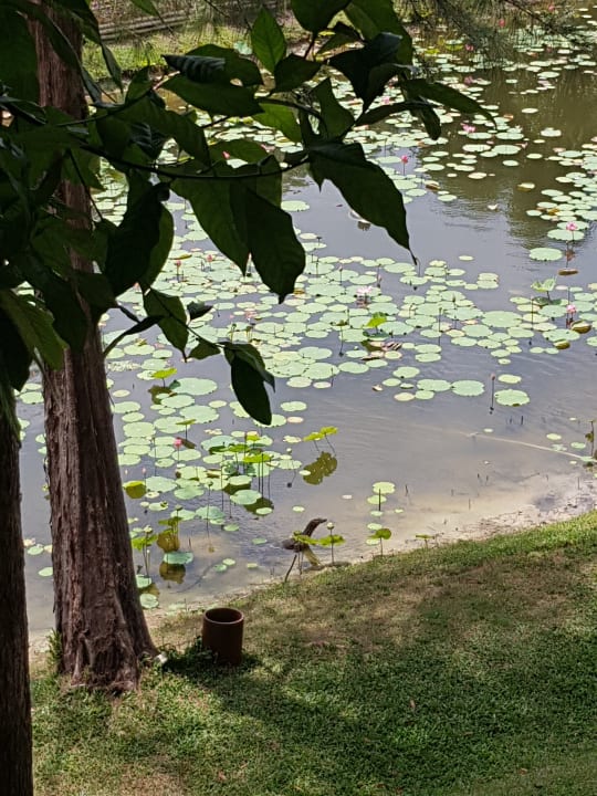 Blick vom Balkon Warane waren immer präsent Dusit Thani Krabi Beach Resort