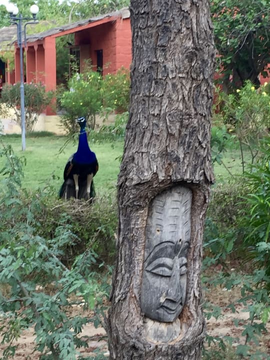 Gartenanlage Hotel Mirvana Nature Resort