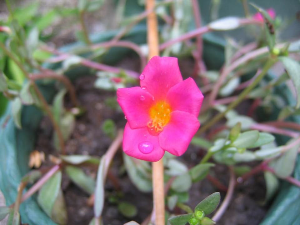 Blüte Summer Island Maldives