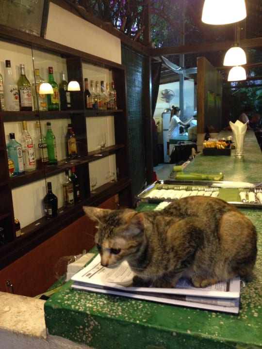 Katzenruheplatz auf der Theke Hotel The Kabiki