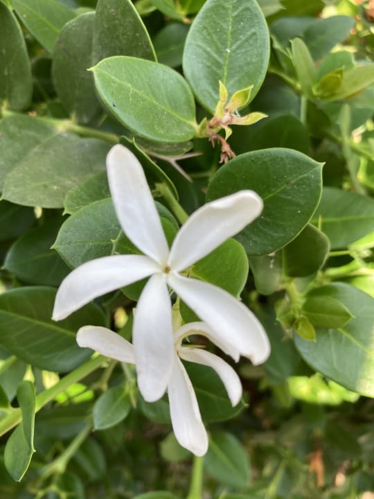 Gartenanlage Seaden Sea World Resort & Spa