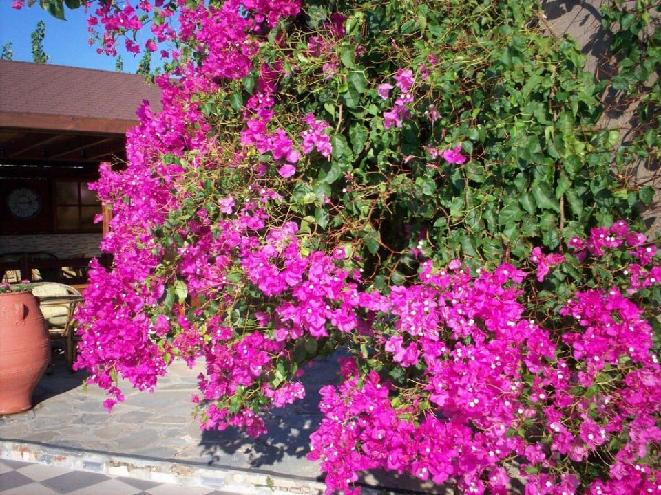 Hier blüht immer alles und wie schön Gaia Garden Hotel