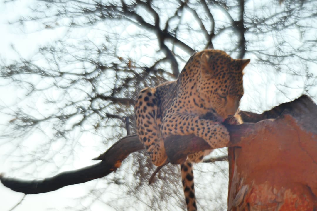 Gartenanlage Okonjima Bush Camp