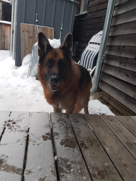 Auch für unseren Vierbeiner ein Genuß  Feriendorf Hohentauern