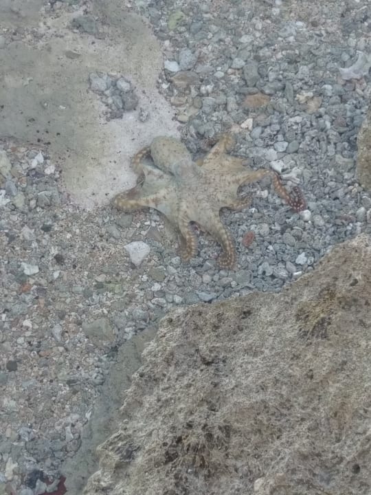 Strand Radisson Blu Resort, El Quseir