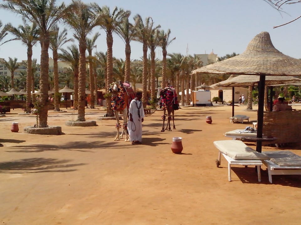 Верблюды Riviera Aqua Park Resort