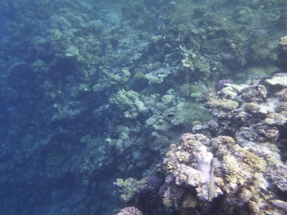 Sport & Freizeit Three Corners Sea Beach Resort