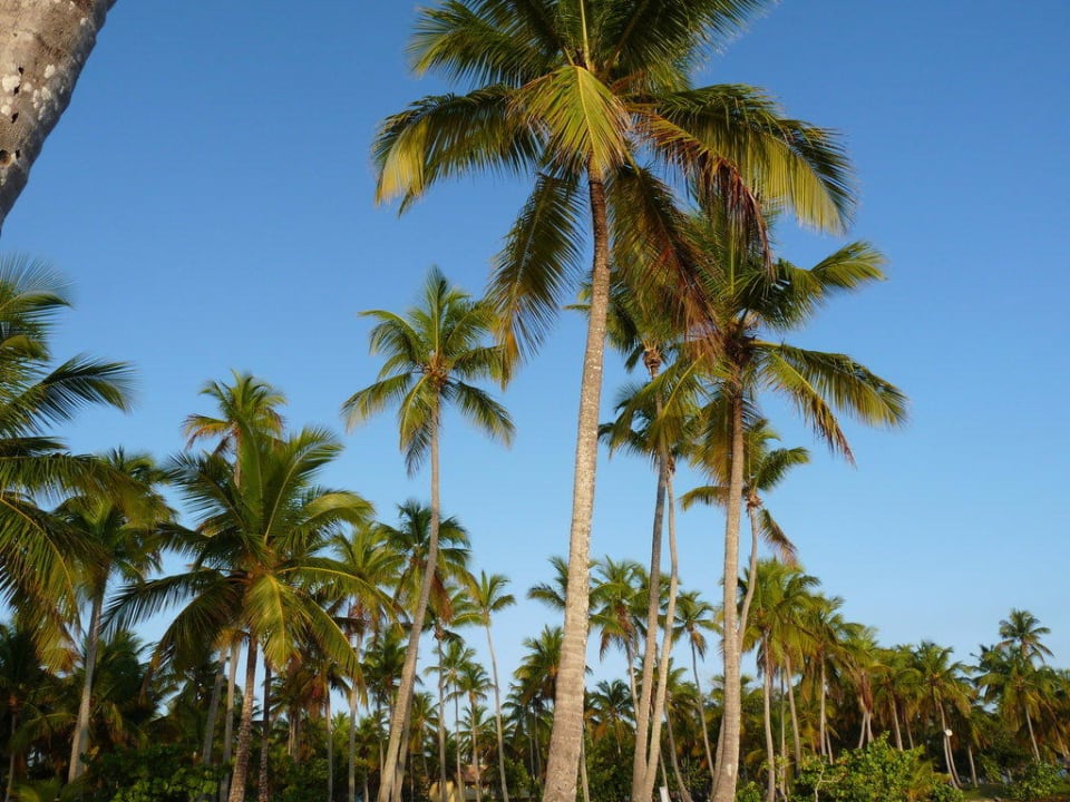 Palmen am Hotelstrand Wyndham Alltra Samana