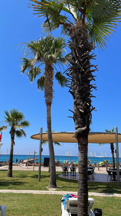 Ausblick TUI BLUE Palm Garden