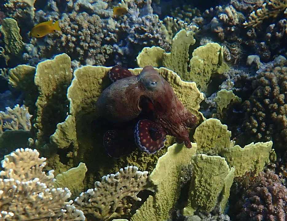 Strand Makadi Spa - Adults only