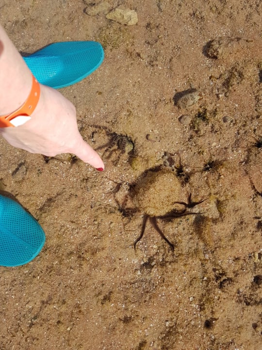 Strand Pickalbatros Citadel Resort