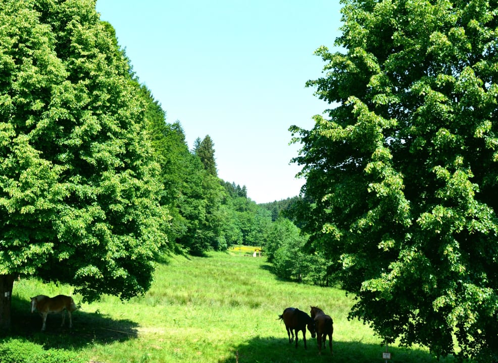 Blick ins Gassbachtal Natur & Wander Hotel Gassbachtal