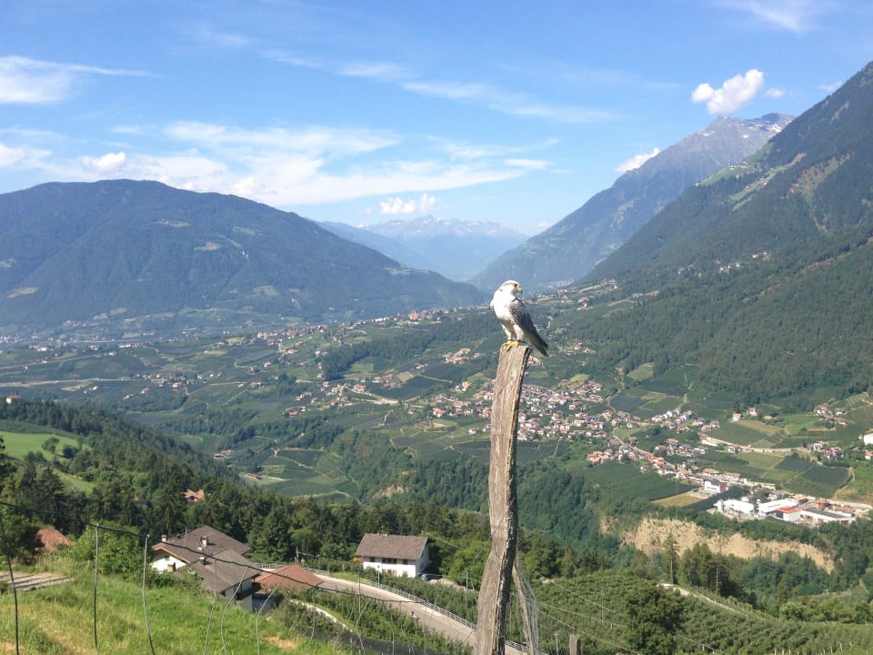 Hotel Falke 'Finko' Hotel Panorama