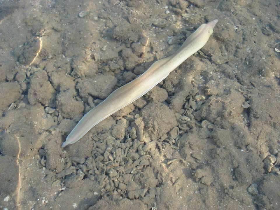 Muräne Pickalbatros Palace Resort