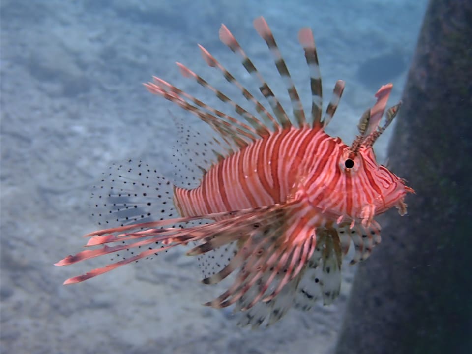 Sport & Freizeit NH Collection Maldives Reethi Resort