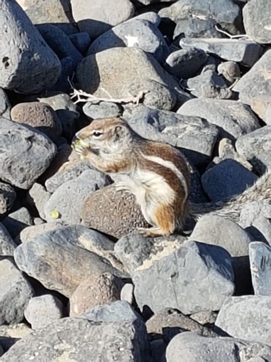 Strand SBH Club Paraiso Playa