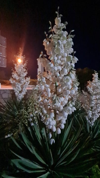 Gartenanlage Hotel & Apartments Vila 4m