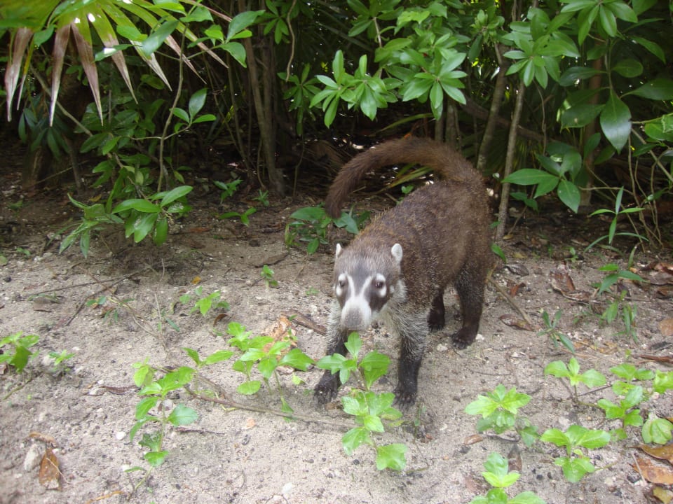 Hotel Catalonia Playa Maroma Catalonia Playa Maroma