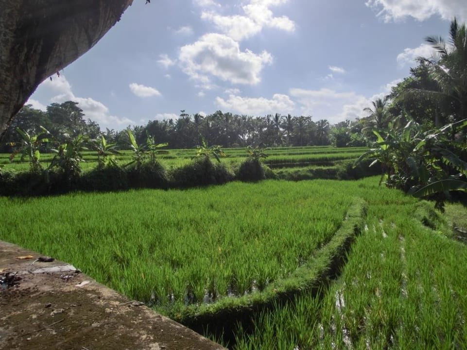 Reisterrassen direkt neben dem Hotel The Ubud Village Resort & Spa