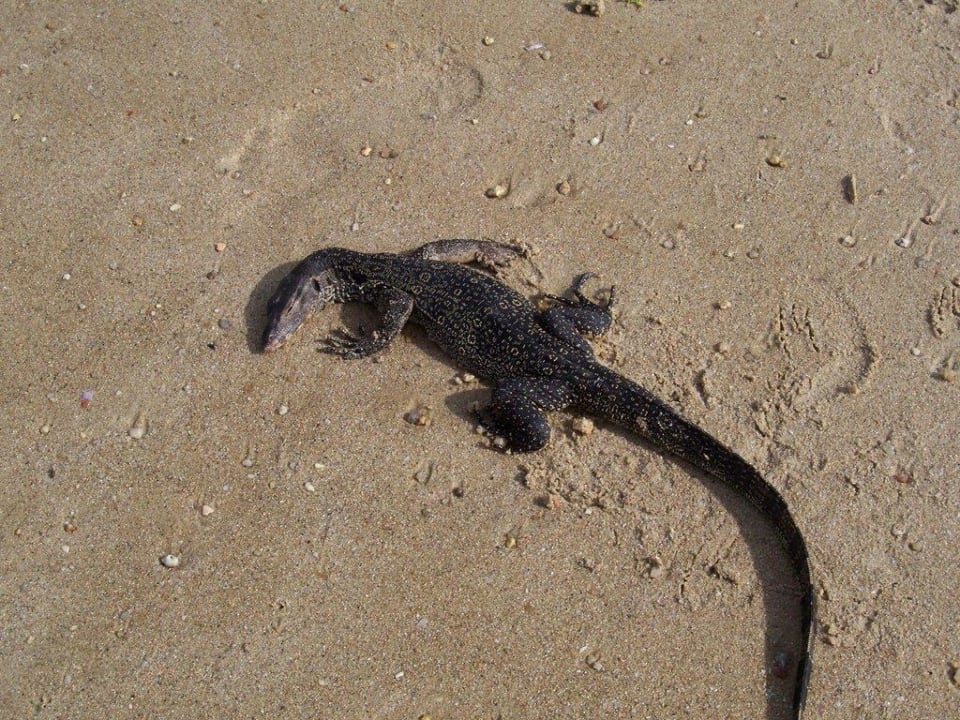 Tiere am Strand Panviman Resort Koh Phangan
