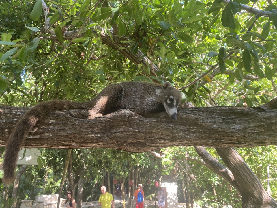 Gartenanlage Catalonia Royal Tulum Beach & Spa Resort - Adults only