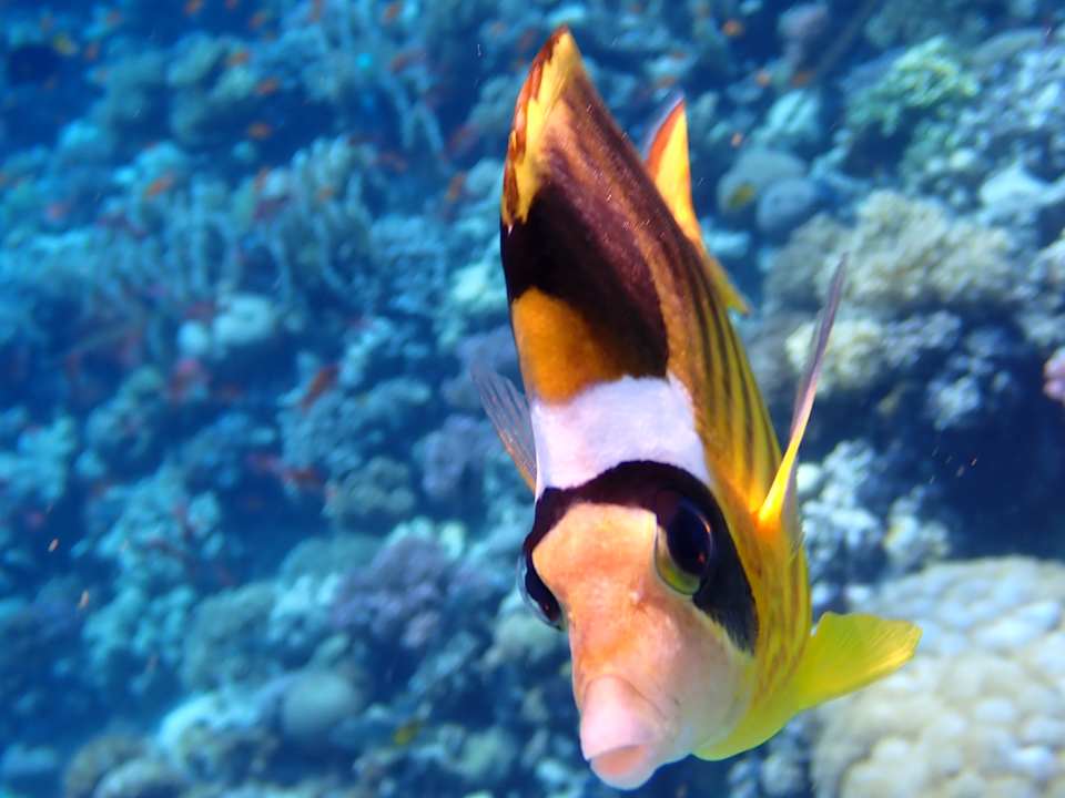 Sonstiges Grand Makadi