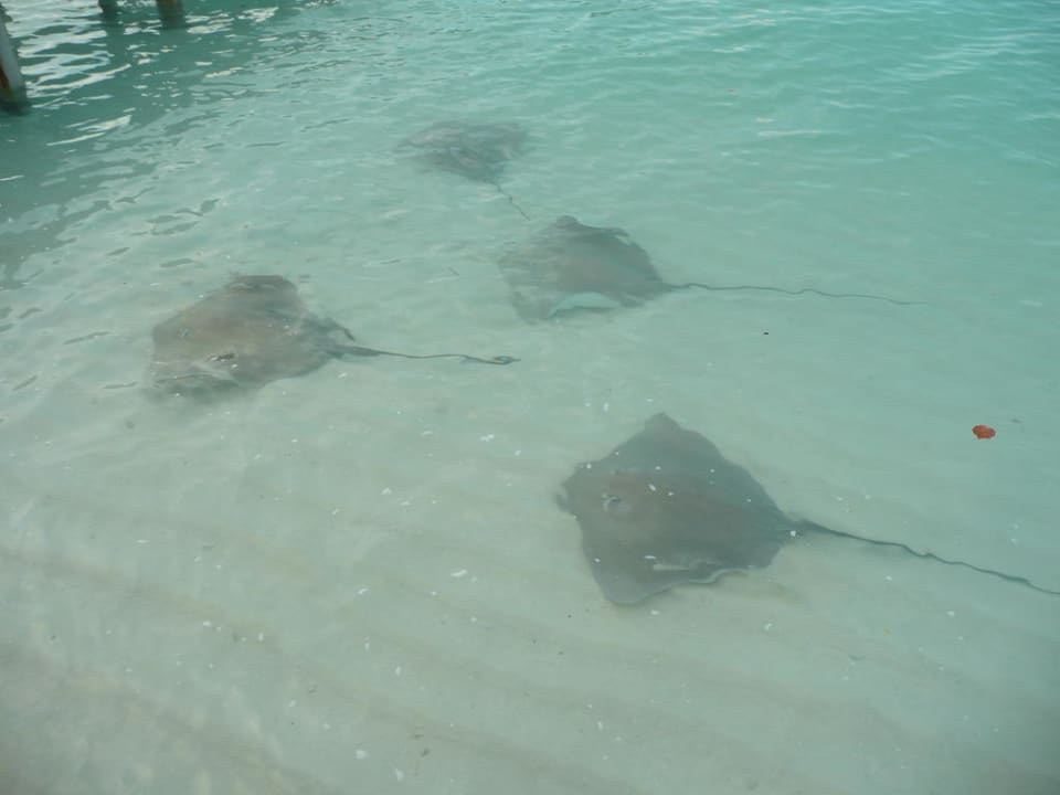 Rochen bei der Fütterung Kuramathi Maldives