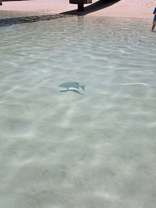 Sonstiges Hotel Riu Atoll