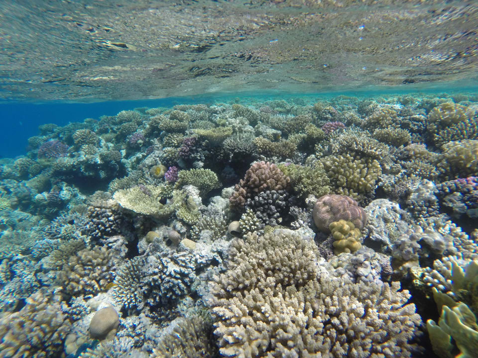 Tolles Hausriff Cleopatra Luxury Resort Makadi Bay