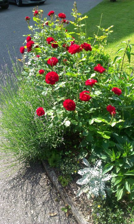 Garten Strandpension Liane